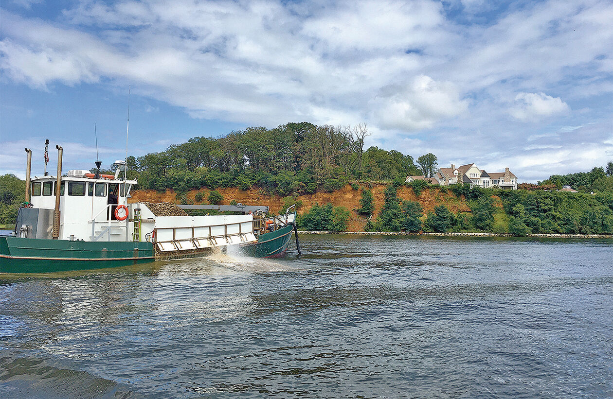 Severn oysters planting